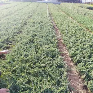 [��ľ����]Ǭ�������̵ذ���ֲ���� ������ ������� �����ٹ�����