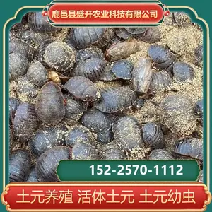 土元 活虫养殖 土鳖虫药材供应 食量少 食物广泛 协助销售