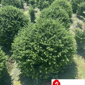 基地出售精品龟甲冬青球 60-150公分龟甲冬青球价格 工程园林行道绿化苗木