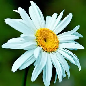 大滨菊种子 批发园林花卉植物种籽 西洋滨菊 大白菊 花种草种