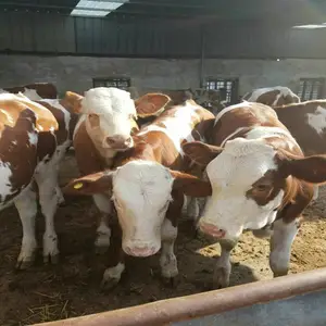 ��10ͷ��ţһ������� ɽ����ţ��۸� ��ţ10ͷ������ɱ� һͷţ������ ��ţ����