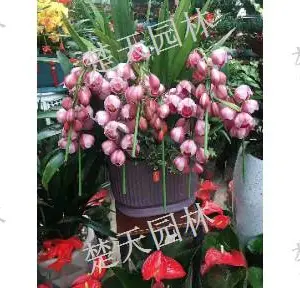 江阴医院绿植出租 欢迎咨询 江阴楚天供应