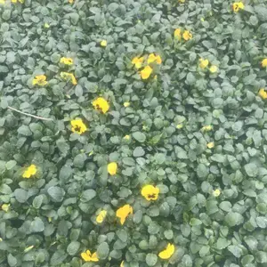 大量出冬季花朵三色堇，角堇出售，花朵颜色艳丽，大多，新年摆放