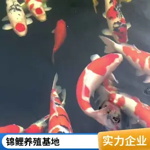 湖 州锦鲤 优质锦鲤鱼 观赏鱼 吃奶鱼 耐活好养 发货速度快