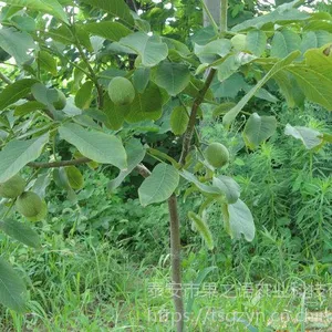 温185核桃苗_温185核桃苗基地