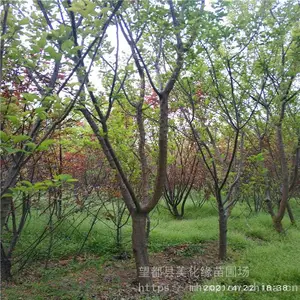 ����Ե ÷����÷��Ӧ ����ֲ���÷С�� ԰���̻�