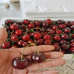 ��ũ ����˹8��ӣ���� ���˴�ӣ������������ֲ�������
