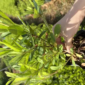 杜鹃杯苗
