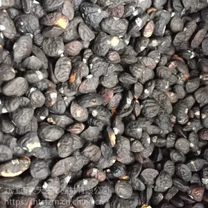 乐昌含笑种子球果优质供应产地
