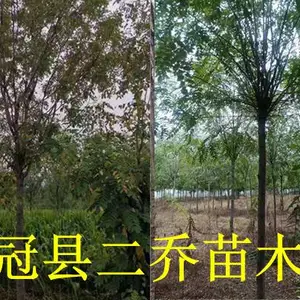 山东8公分香花槐基地