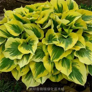 金边玉簪 花境花坛金色镶边 别墅庭院石旁丛植点缀 营造山水小景