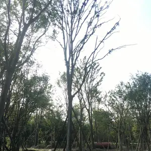 园林绿化黄连木树 黄连木树价格 成都黄连木 成都苗木网黄连木 四川园林景观网黄连木