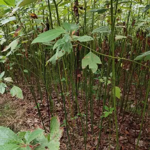30-80高檫木 一年生檫木 2公分檫木