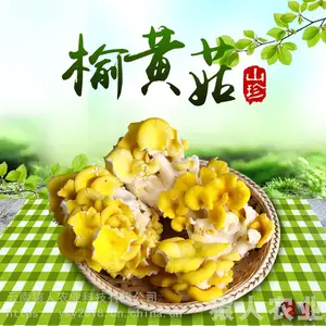 高原食材 榆黄菇泡沫箱1.5公斤 净重2斤 酒店 餐馆 家庭 一件代发