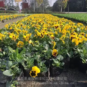 三色堇 成都三色堇基地 黄花三色堇杯苗供应 四川地被草花苗圃