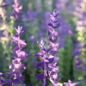 北京绿鑫花种蓝萼鼠尾草