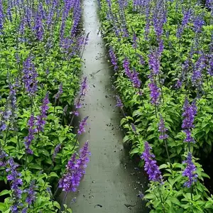 大炫蓝鼠尾草盆栽批发 成都大炫蓝鼠尾草批发 四川鼠尾草苗圃基地 量大***