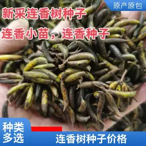 连香种子连香鲜果价格连香净种子价格连香小苗种植基地连香树种子产地供货价格