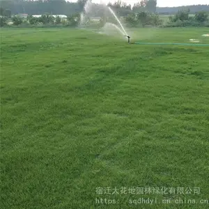 今年最新百慕大草坪草皮沙培草坪价格 请联系我们报价