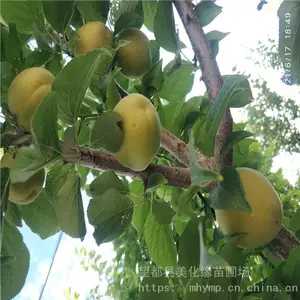 ����Ե ����÷�Ӽ۸� ��÷�� �绰����