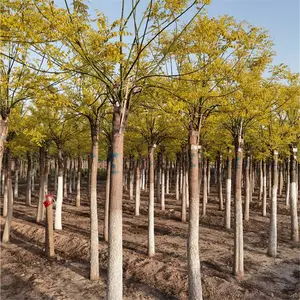 ���Ͻ�Ҷ����-������Ӧ-����-���Ի�Դ-���ڳ���