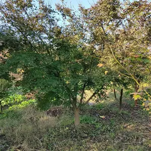 基地直销 鸡爪槭苗 鸡爪枫树苗价格 规格齐全