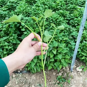 �ߵ����Ѷ��������������Ϻ�����