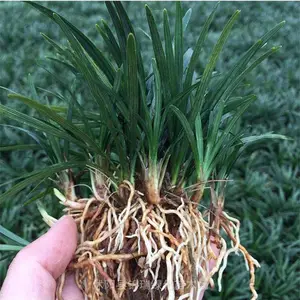矮麦冬【玉龙草】 低矮整齐 不用修剪 做高档地被替代草坪