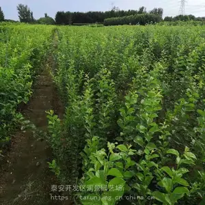 泰安李子树苗价格 出售1公分2公分3公分5公分李子树苗果树苗