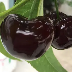 ���쳵��������ľ����,���쳵��������������