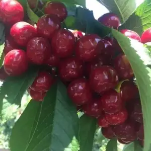 ���***����˹8��ӣ����_���溦����ɿ�ӣ����_С��ӣ���繩Ӧ