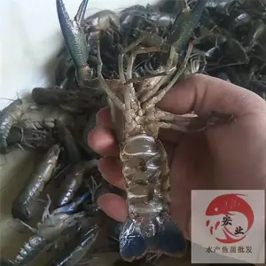 ��«����С��Ϻ����� �糡��Ӧ������