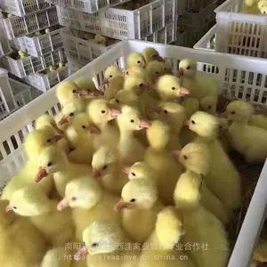 ���������糧�� ��Ʒ�ֶ���������� �������� �������