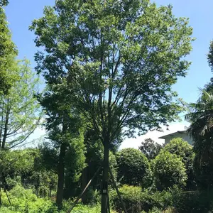 成都丛生朴树基地 60公分丛生朴树 精品丛生朴树 成都丛生朴树 丛生朴树批发