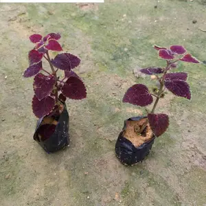 供应 福建 彩叶草 小苗（包装上车）
