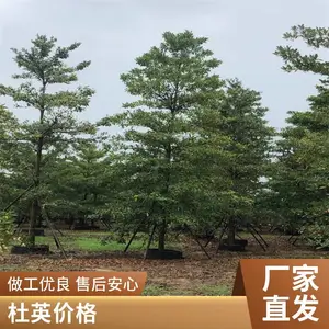 ��Ҷ��Ӣ ��Ҷ��Ӣ�� 8���� 10���� 12���� 14���� 15���� ׿�̴�������