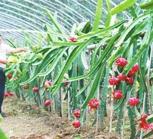 火龙果椭圆管温室大棚设计建造并安装