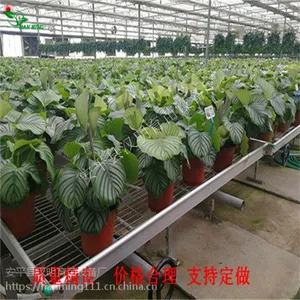 经营生产移动苗床-安平汉明温室苗床强烈推荐