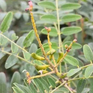 1年紫穗槐批发-毕节紫穗槐批发-龙博紫穗槐根系发达(查看)