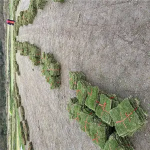 卷草基地现货供应 绿化草皮 台湾青草皮