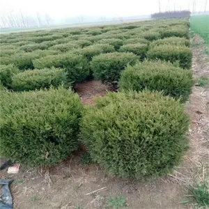 ��ܰ���ۣ��߸˴�ҶŮ�����磩�Ͼ����� �����е��̻�����Ӧ��������ֲ