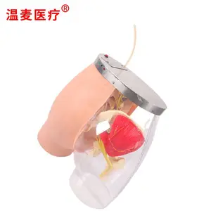 ����ҽ�� ***�β�����ע�估͸���Ա�ģ�� �����ṹ ��Ѫ��ϵͳ