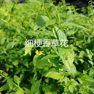 细梗香草干货 年份新 香味浓郁 炖汤佳品 支持小批量发货