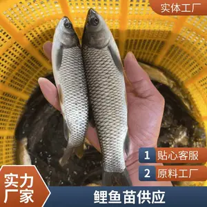 山东菏泽本地草鱼苗鲤鱼鱼苗养殖场直销 3-5公分小草鱼苗 2-3两鲤鱼