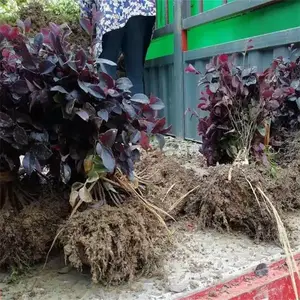 防城港红花继木小苗 强的抗干旱能力 繁殖生长快绿化工程苗