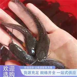 埃及塘鲺鱼苗 淡水养殖 产量高 效益好 成活率高 鲲腾水产