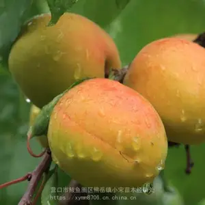 �����溦�ɻ�***����_С��ɳ�������_֭Һ�ж�������ֲ����