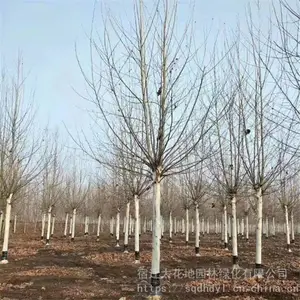 7���ַ�ͩ�۸� ������ͩ���� ���ɻ�