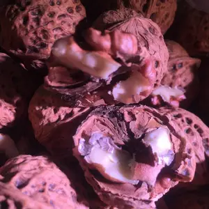 彝山香常年批发新货云南纸皮紫皮核桃紫衣薄皮尖嘴