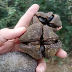 甘肃文冠果树苗+文冠果树几年结果+文冠果树苗多少钱一棵!